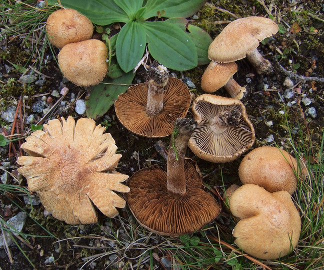 Inocybe melanopus