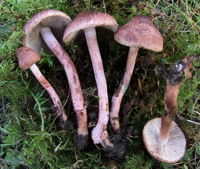 Inocybe tricolor