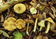 Inocybe cookei