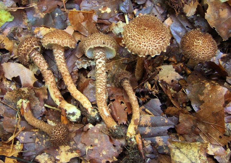 Inocybe hystrix