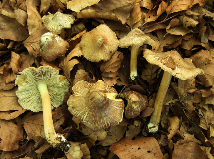 Inocybe maculata