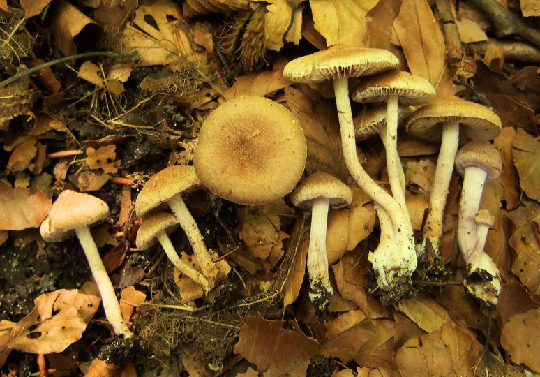 Inocybe griseolilacina