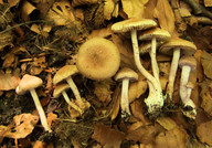 Inocybe griseolilacina