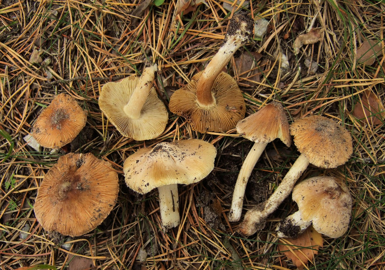 Inocybe melliolens