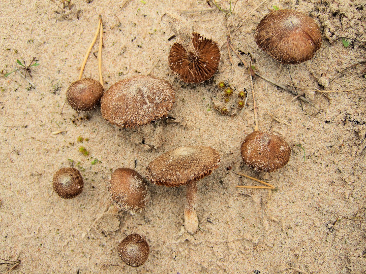 Inocybe maritima