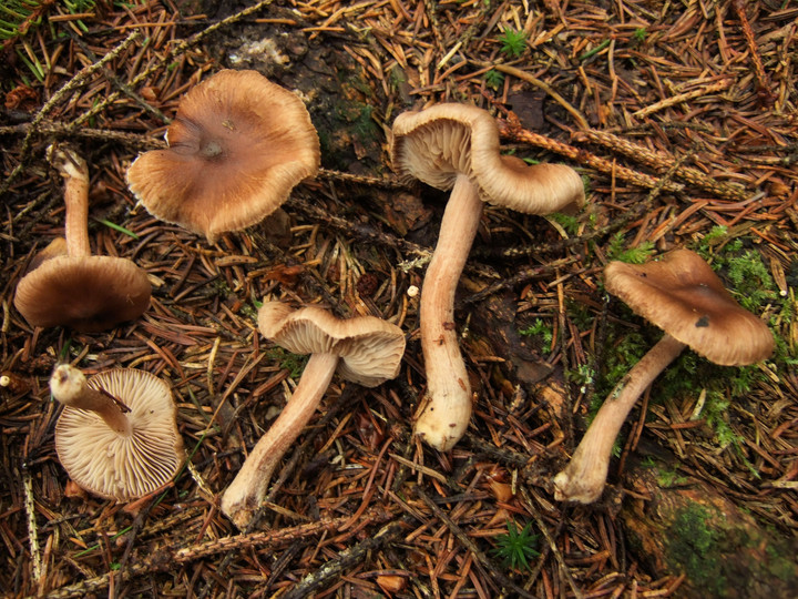 Inocybe striata