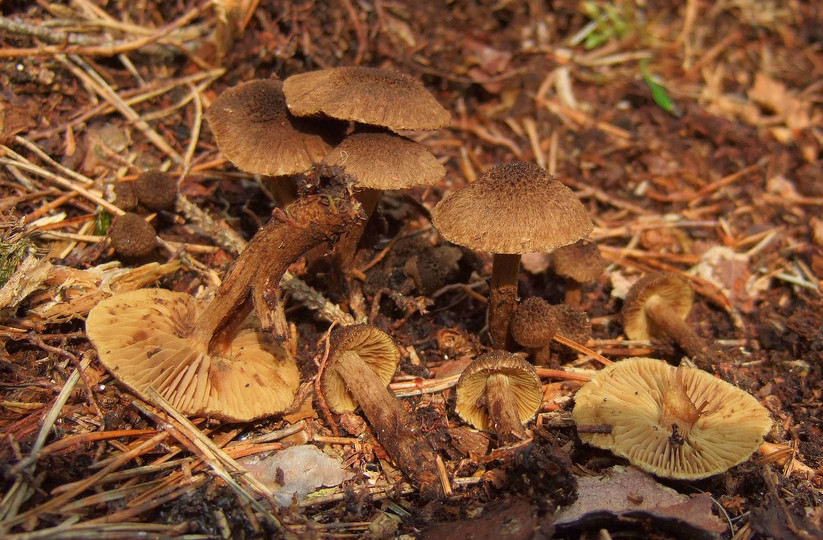 Inocybe relicina