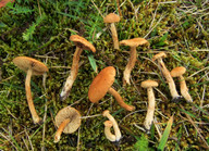 Inocybe cfr dulcamara