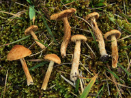 Inocybe cfr dulcamara