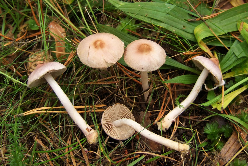 Inocybe lilacina