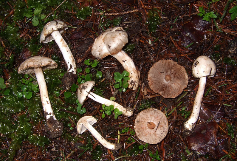 Inocybe whitei