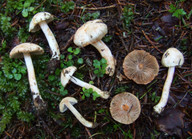 Inocybe whitei