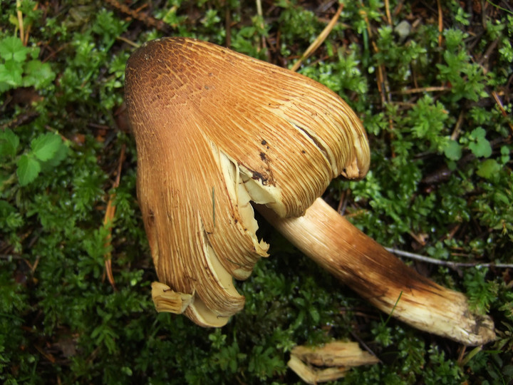 Inocybe squamata