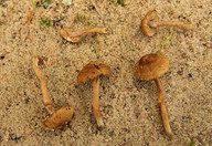 Inocybe jacobi