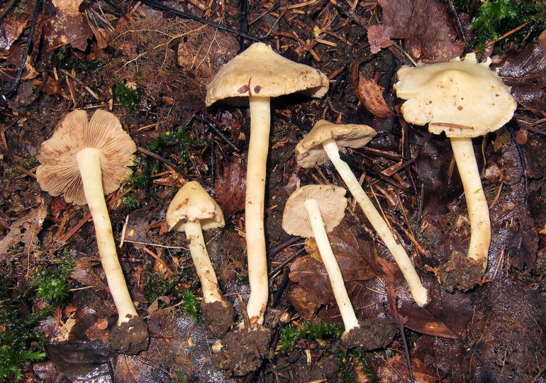 Inocybe paludinella