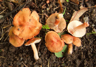 Inocybe godeyi