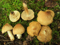 Inocybe cfr perlata