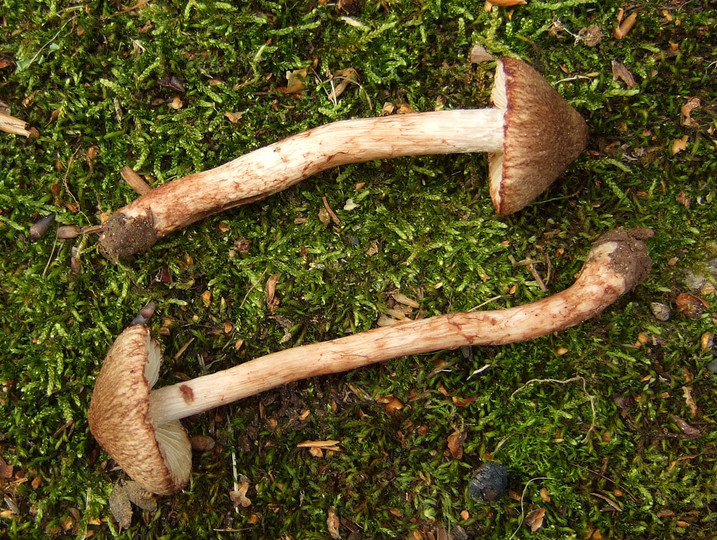 Inocybe cervicolor