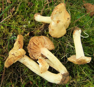 Inocybe sambucina