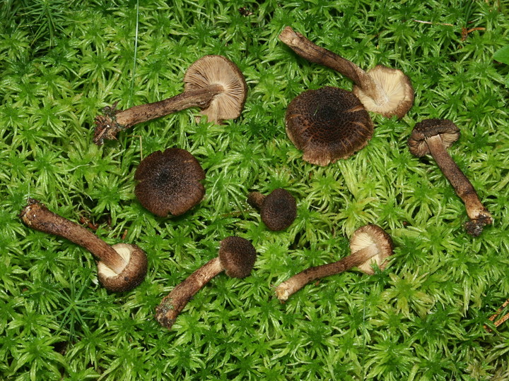 Inocybe relicina