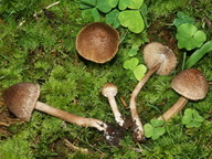 Inocybe cervicolor