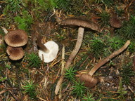 Inocybe lanuginosa