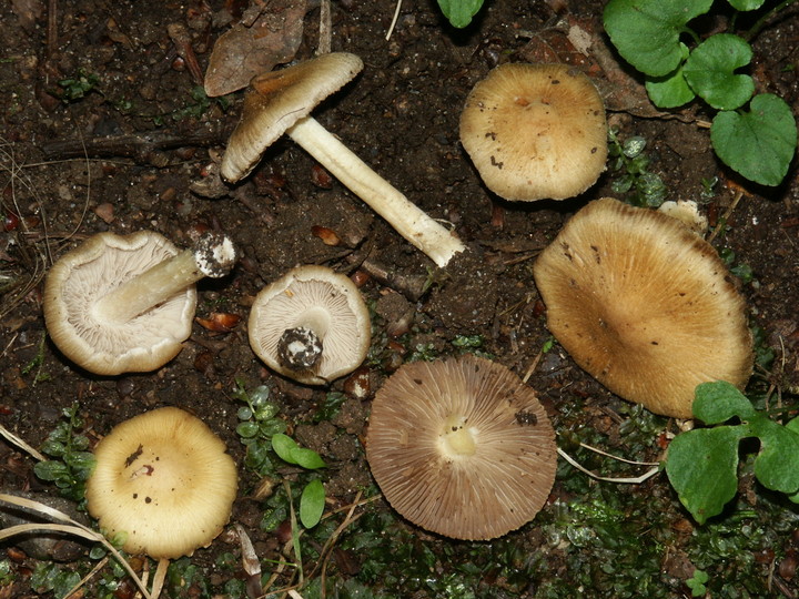 Inocybe cookei