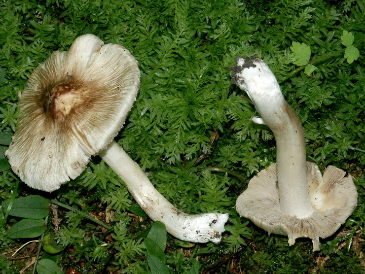 Inocybe obsoleta