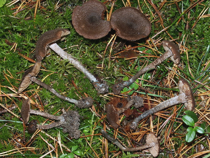 Inocybe calamistrata