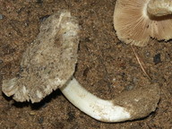 Inocybe sambucina