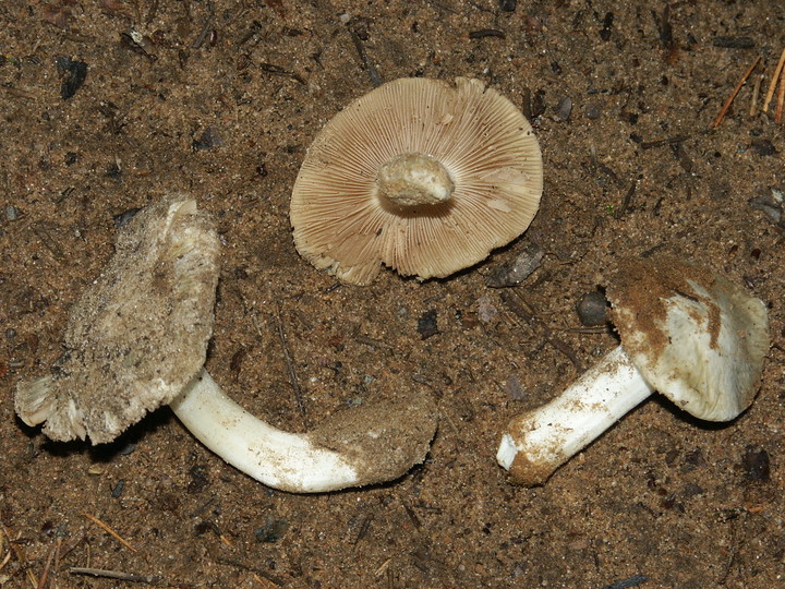 Inocybe sambucina