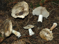 Inocybe fibrosa