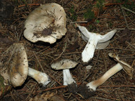 Inocybe fibrosa