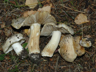 Inocybe fibrosa