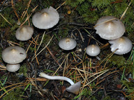 Inocybe geophylla var. lilacea