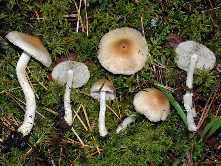 Inocybe posterula