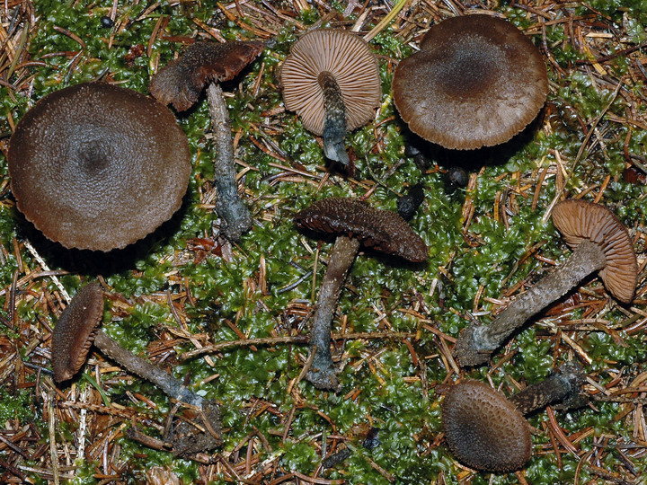 Inocybe calamistrata