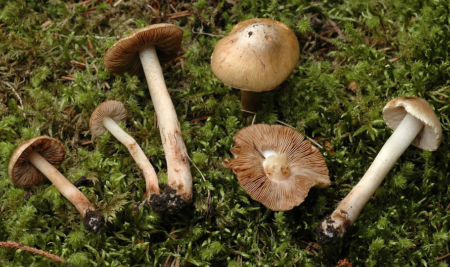 Inocybe pyriodora