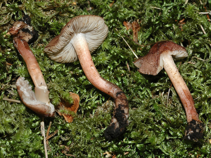 Inocybe tricolor