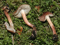 Inocybe tricolor