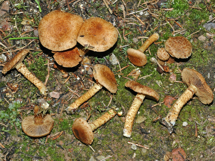 Inocybe terrigena