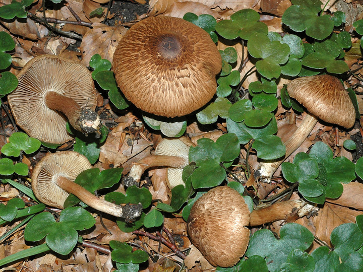 Inocybe bongardii