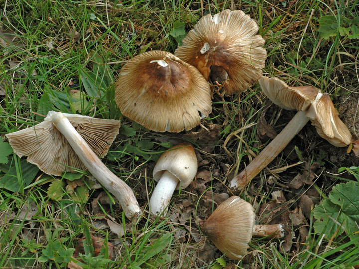 Inocybe obsoleta