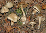 Inocybe corydalina