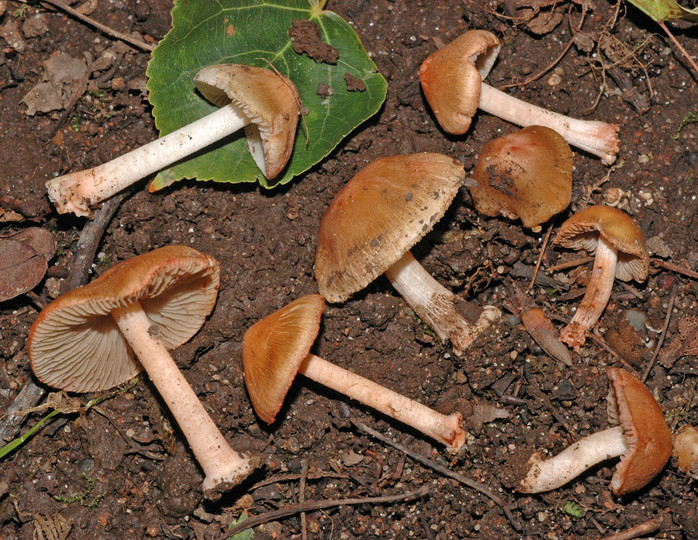 Inocybe godeyi