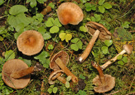 Inocybe agardhii