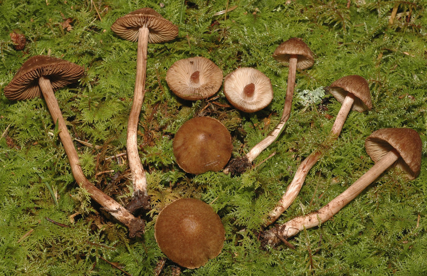 Inocybe cervicolor