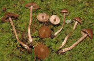 Inocybe cervicolor