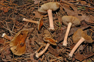 Inocybe langei cfr