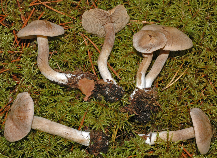 Inocybe melanopus